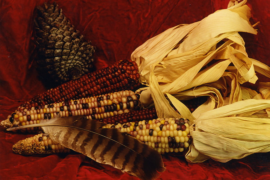 Autumn Harvest Still Life with Indian Corn, Pinecone, and Feather