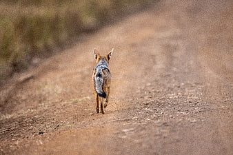 Black-backed Jackal Walking Away on Dirt Road