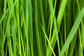 Close-up of vibrant green grass blades in a meadow