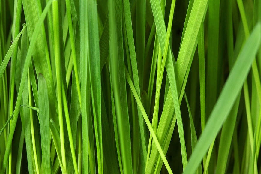 Close-up of vibrant green grass blades in a meadow
