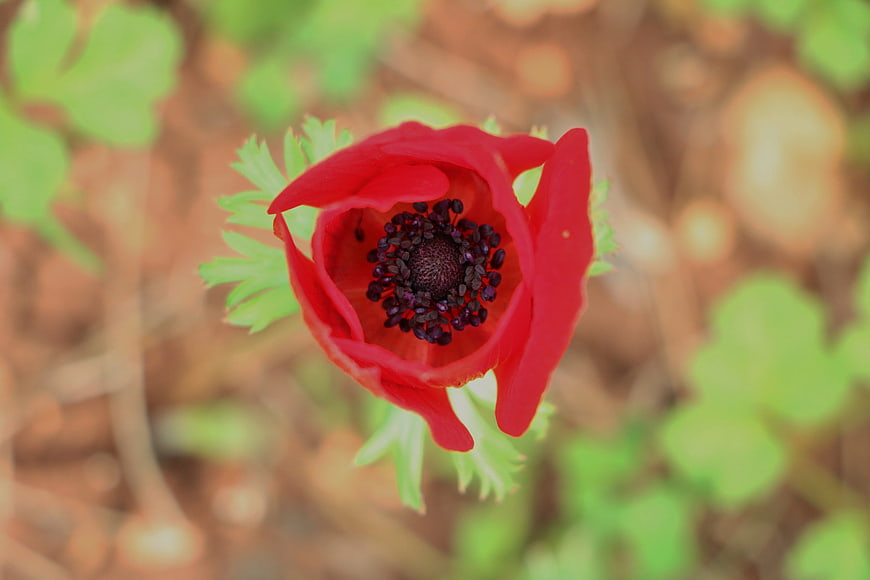Close-up of a vibrant red pasque flower in a garden