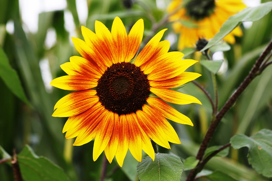 Vibrant Bicolor Sunflower Close-Up in Garden