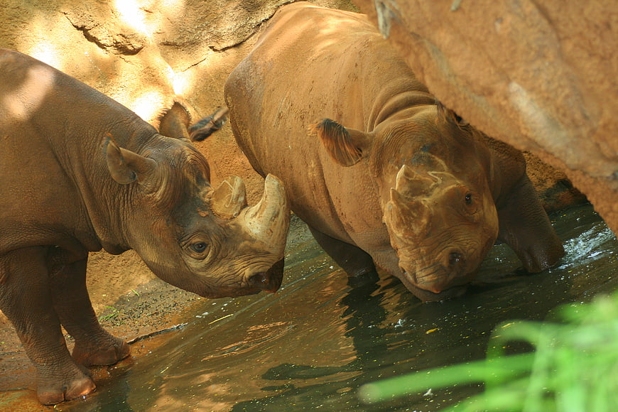 Two Rhinoceroses Drinking Water in Natural Habitat