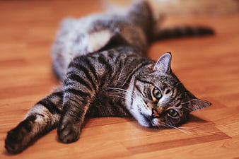 Relaxed Tabby Cat Lying on Wooden Floor