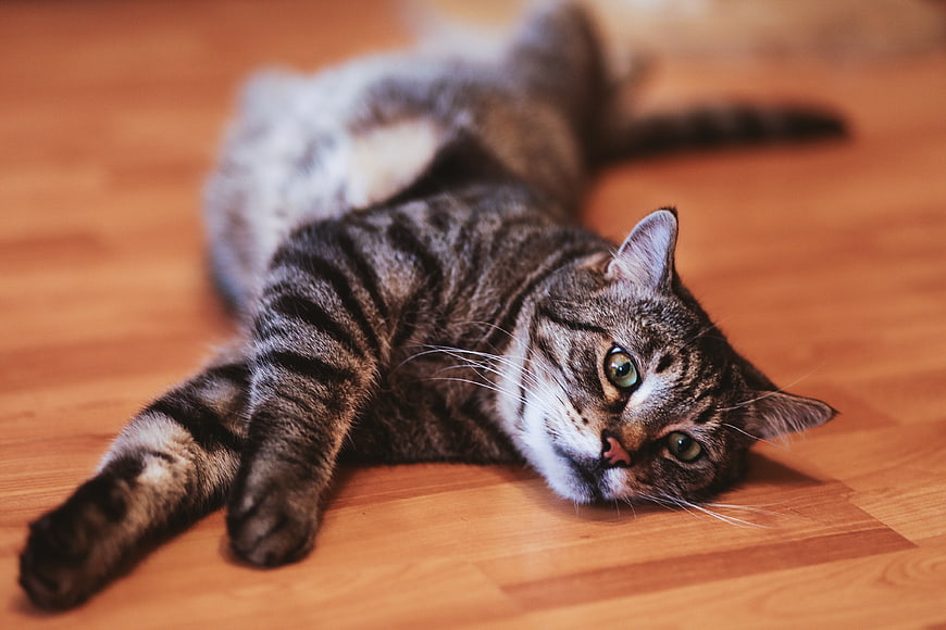 Relaxed Tabby Cat Lying on Wooden Floor