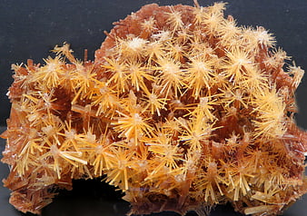 Close-up of orange starburst mineral crystals on black background