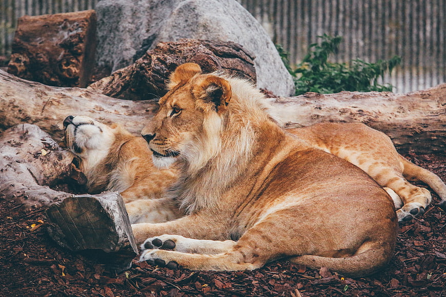 Two lions resting on wood chips in a zoo enclosure
