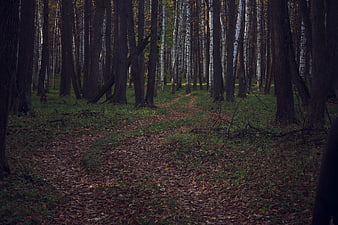 Autumn forest path with birch trees and fallen leaves