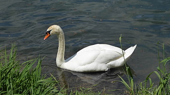 White Swan Swimming in River Near Green Grass