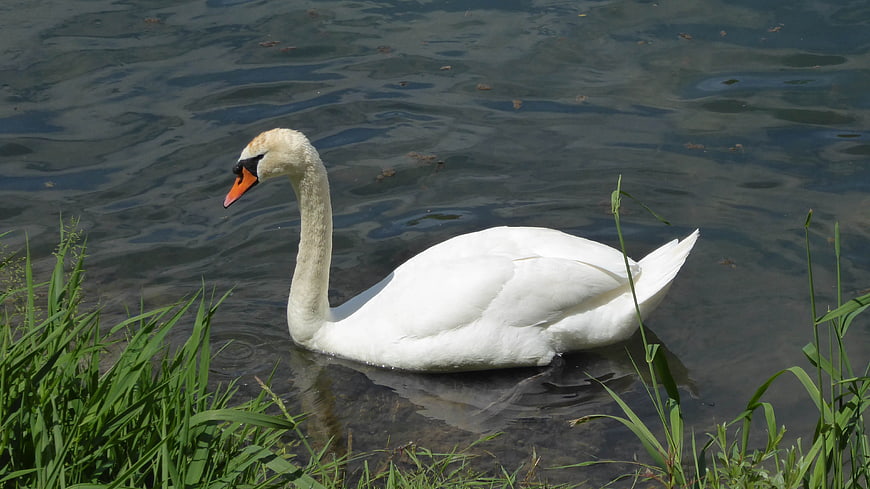 White Swan Swimming in River Near Green Grass