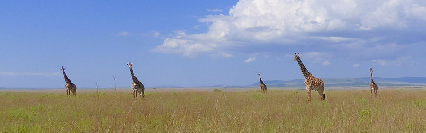 Herd of Giraffes Standing in African Savanna Grassland