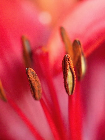 Macro Close-Up of Red Lily Stamen and Pollen