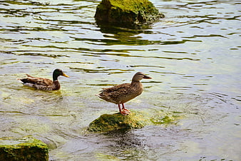 Male and Female Mallard Ducks in a Mossy Stream