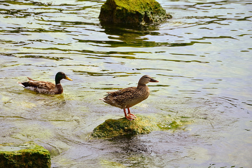 Male and Female Mallard Ducks in a Mossy Stream
