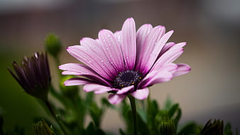 Close-up of Pink Daisy with Water Droplets