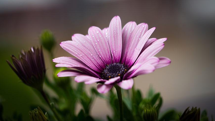 Close-up of Pink Daisy with Water Droplets