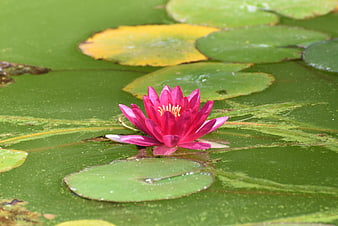 Vibrant Pink Water Lily Floating on Green Pond