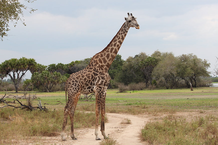 Giraffe standing on dirt path in African savanna landscape