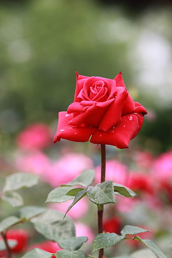 Vibrant red rose with raindrops on petals in a lush garden