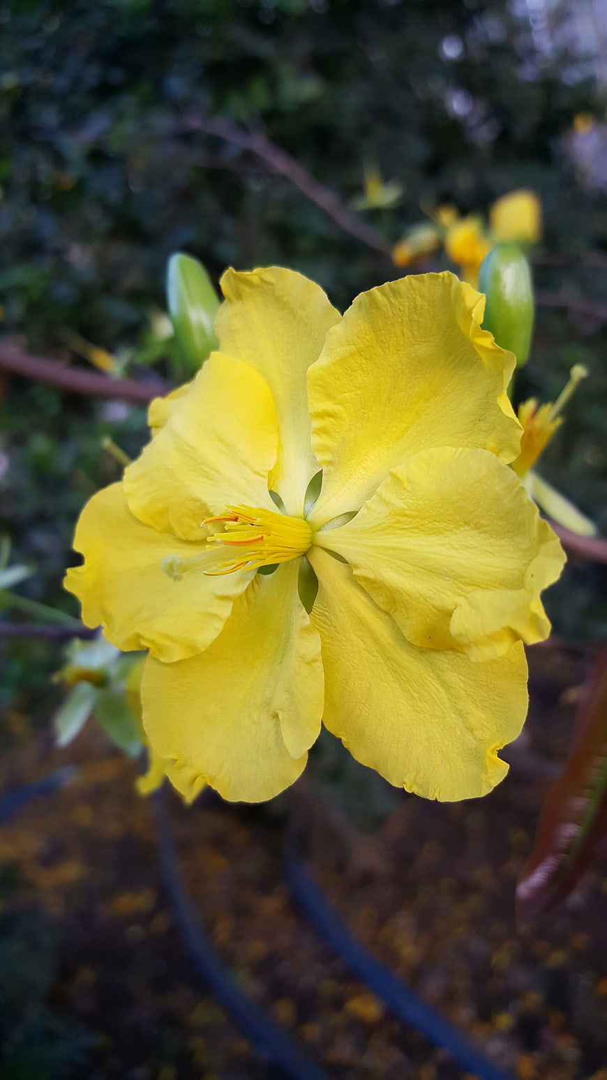 Close-up of vibrant yellow flower with blurred green background