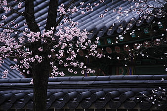 Pink cherry blossoms blooming against traditional Korean tiled roof