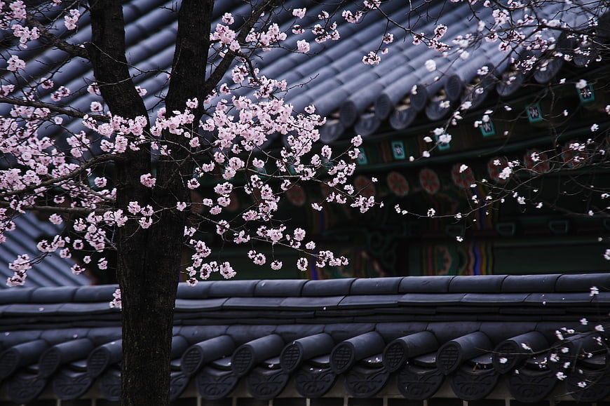 Pink cherry blossoms blooming against traditional Korean tiled roof