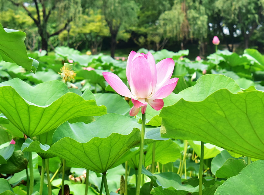 Pink Lotus Flower Blooming in Green Pond
