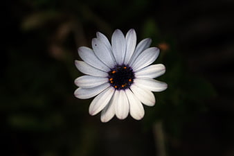 Close-up of white daisy flower with dark center