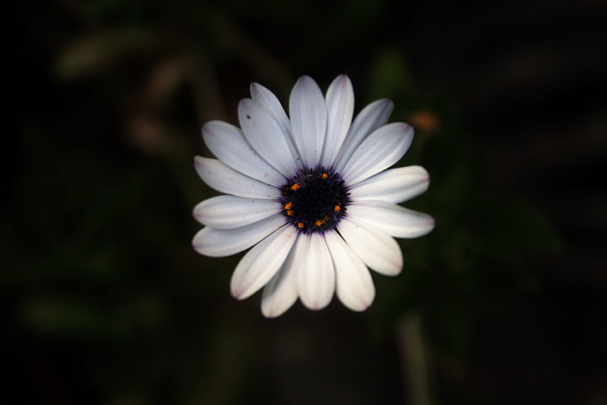 Close-up of white daisy flower with dark center