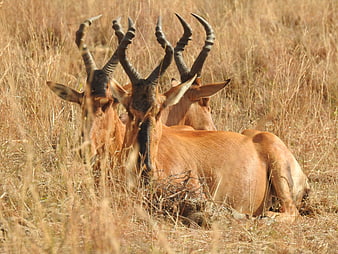 Herd of Topi Antelopes Resting in Dry African Savanna Grass