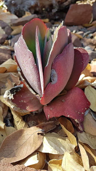 Red succulent plant in dry leaves