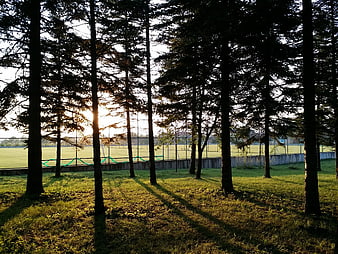Sunset through pine trees casting long shadows on grass