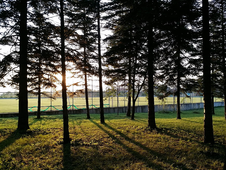 Sunset through pine trees casting long shadows on grass
