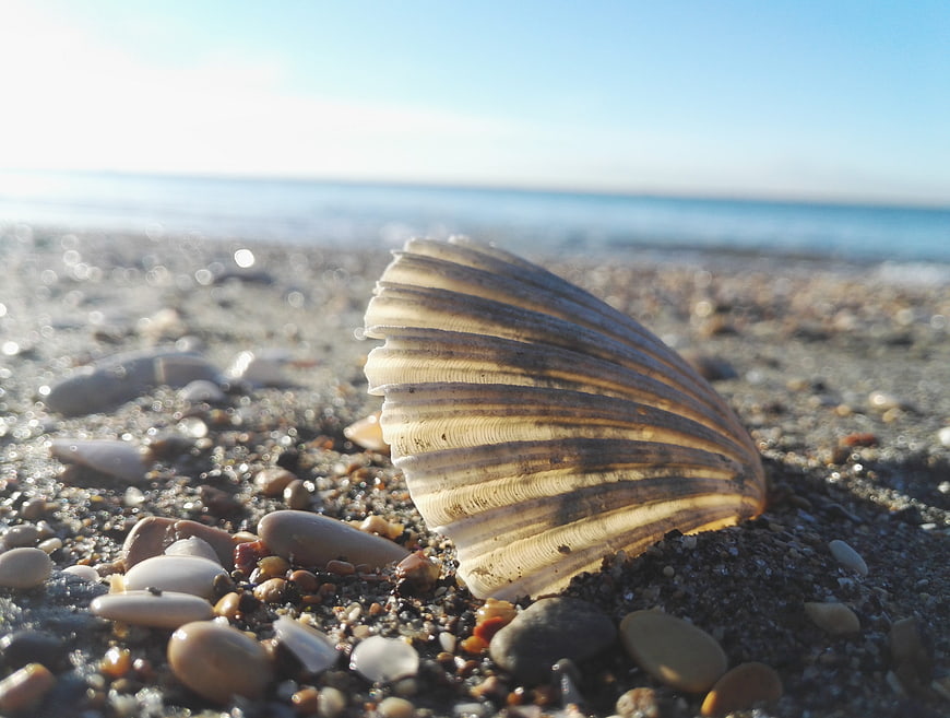 Close-up of seashell on sandy beach with ocean background