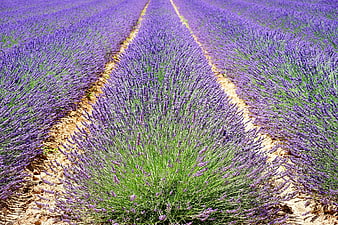 Vibrant Rows of Purple Lavender Flowers in a Summer Field