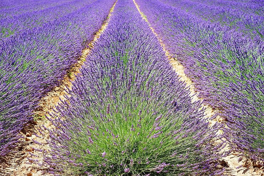 Vibrant Rows of Purple Lavender Flowers in a Summer Field