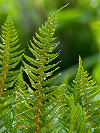 Close-up of Green Fern Fronds with Water Droplets