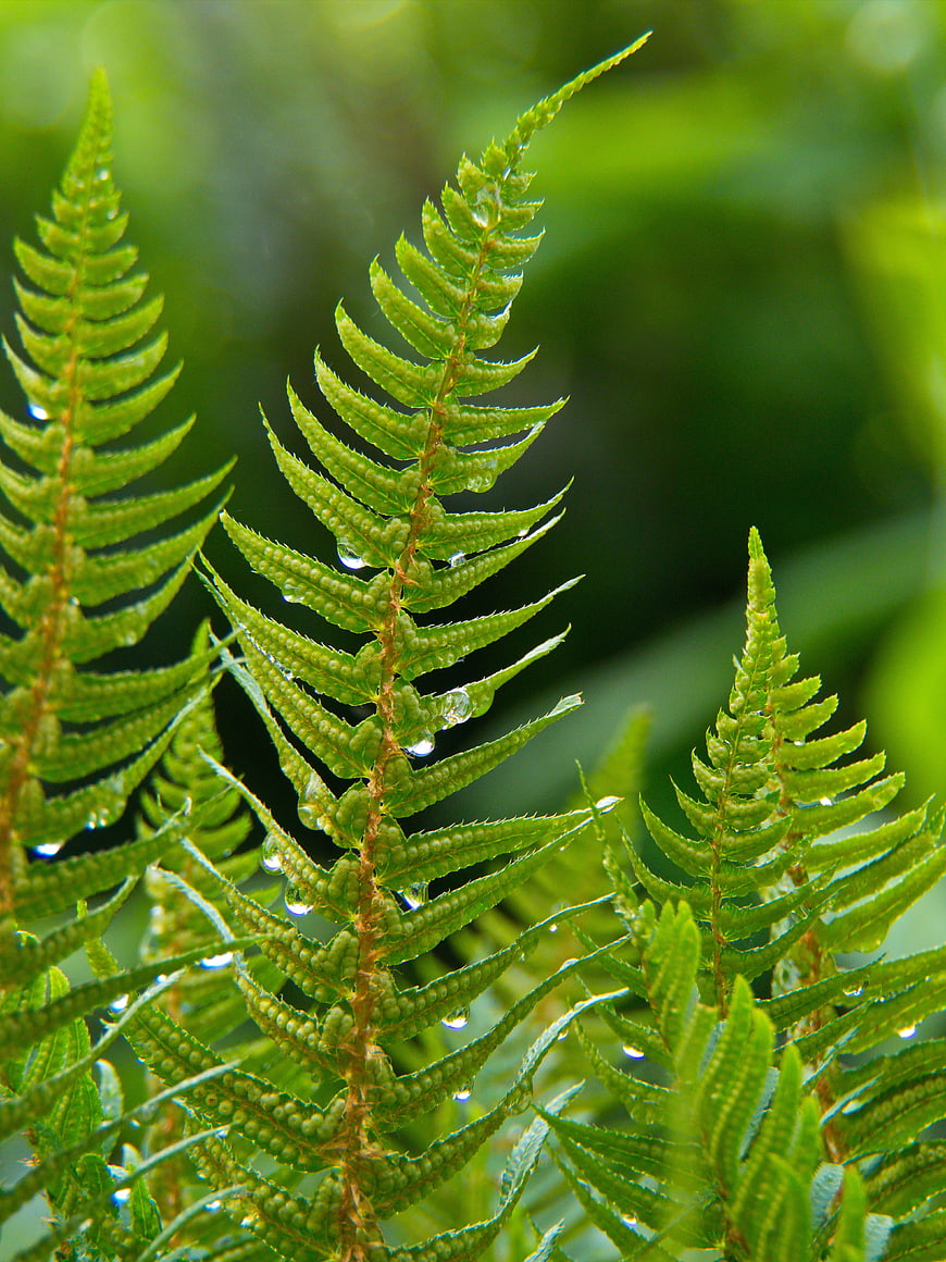 Close-up of Green Fern Fronds with Water Droplets