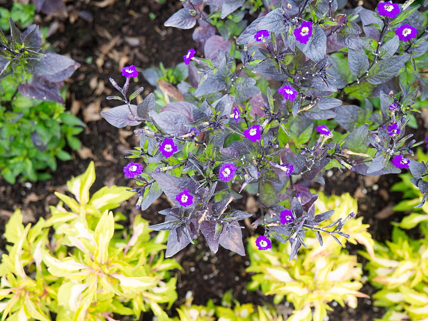 Top View of Purple Flowers with Dark Foliage in Garden