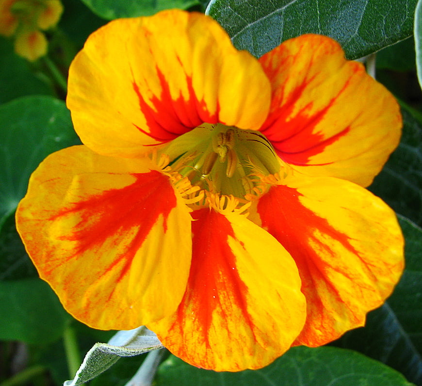 Vibrant Yellow and Orange Nasturtium Flower Close-Up