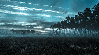 Misty Pine Forest Landscape with Dramatic Blue Sky