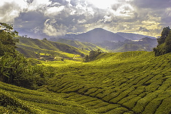 Lush Green Tea Plantation Hills Under Dramatic Cloudy Sky