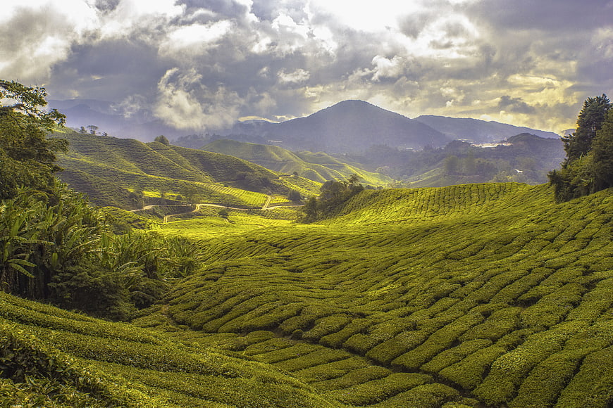 Lush Green Tea Plantation Hills Under Dramatic Cloudy Sky