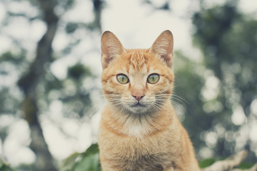 Portrait of Ginger Cat with Green Eyes in Nature