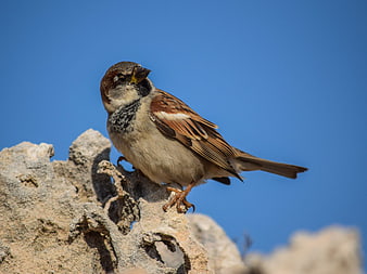 Male House Sparrow Perched on Rock Against Blue Sky