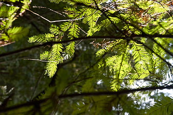 Sunlit pine branches in a lush green forest canopy