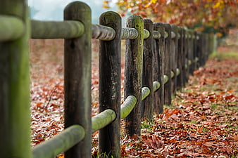 Rustic wooden fence in autumn forest with fallen leaves