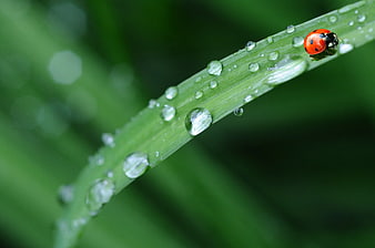 Red Ladybug on Green Grass Blade with Water Droplets