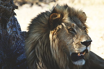 Majestic Male Lion Close-Up Portrait in Natural Habitat