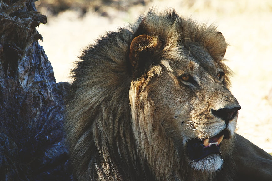 Majestic Male Lion Close-Up Portrait in Natural Habitat